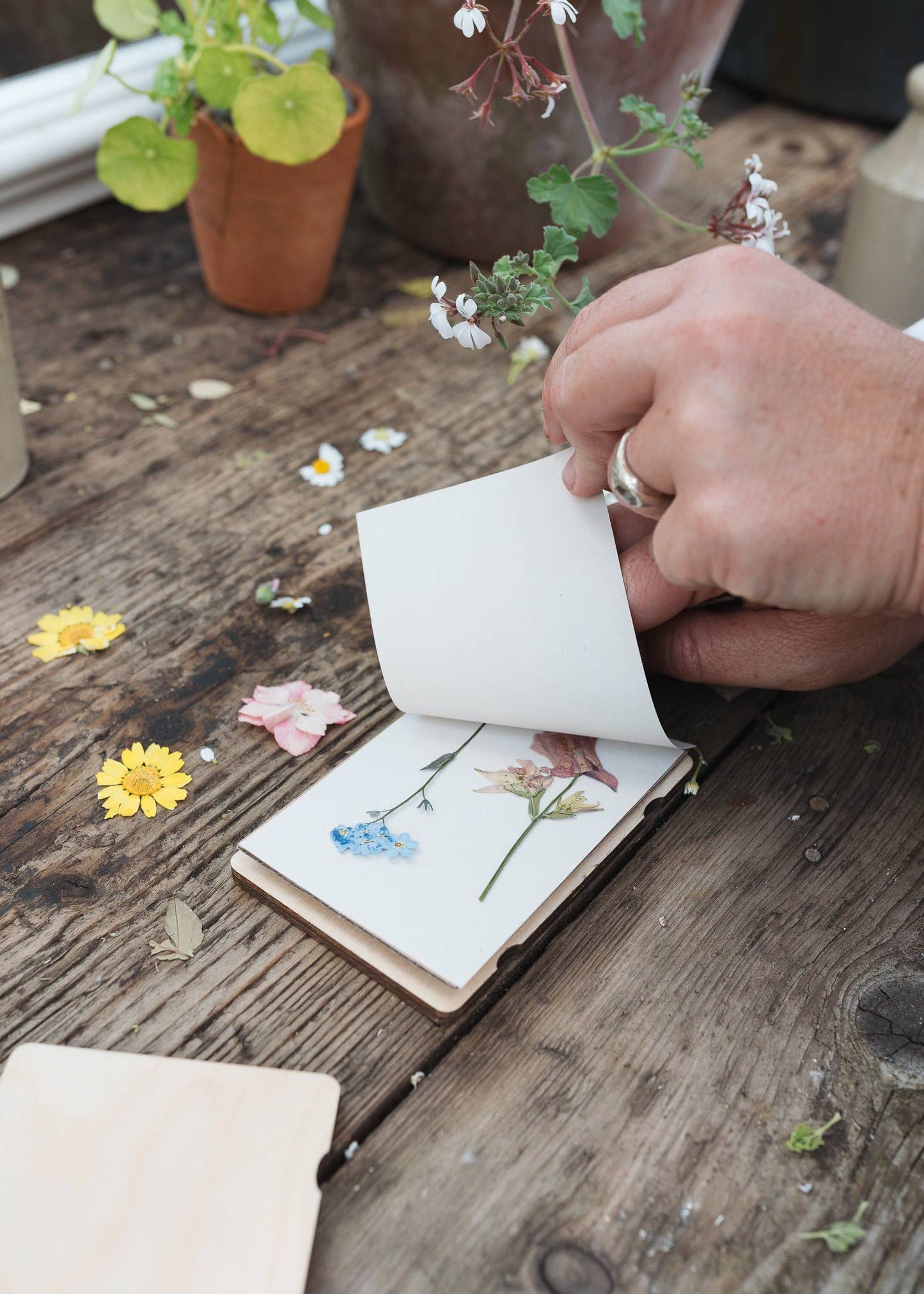 Pocket Flower Press - Cornflowers