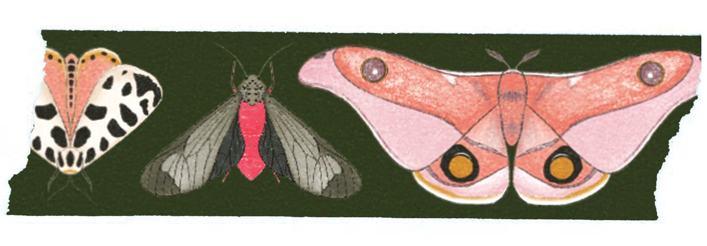 Moths, Pink and Green, Washi Tape