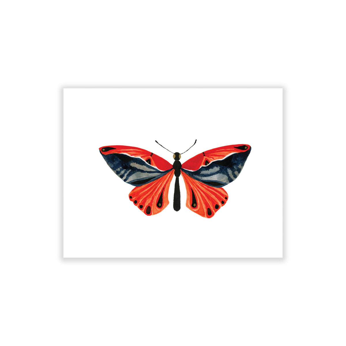 Bugs & Butterflies: Series 1, Boxed Set of 8 Note Cards, 2 each of 4 designs