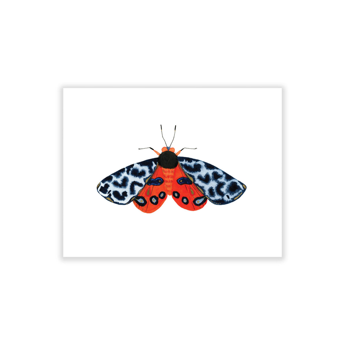 Bugs & Butterflies: Series 1, Boxed Set of 8 Note Cards, 2 each of 4 designs